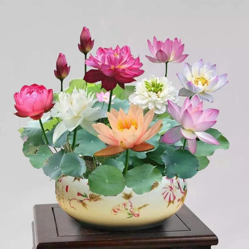 🔥 [7 days germination] Last Day Sale -49% OFF💐The Sacred Bonsai Bowl Lotus Flower