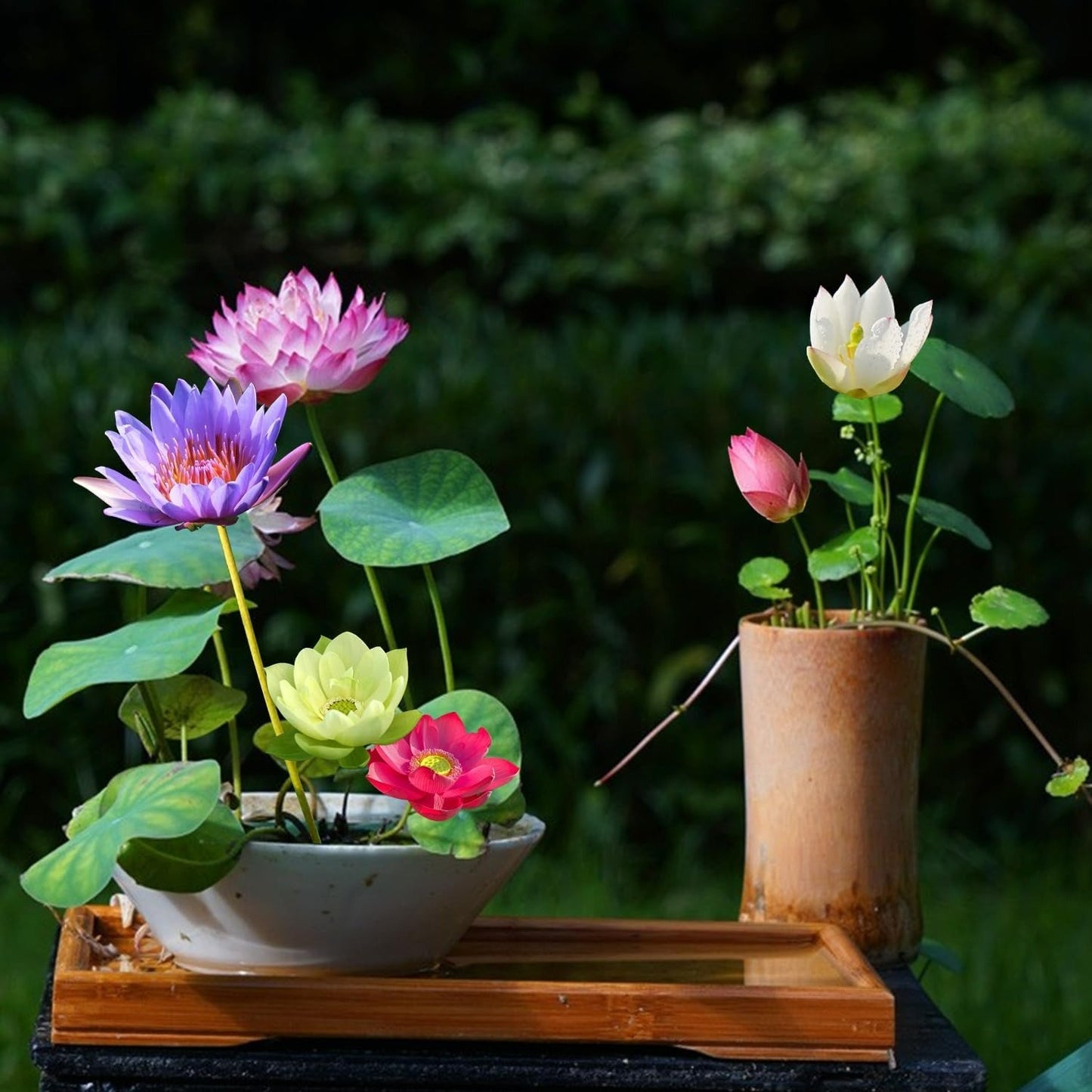 🔥 [7 days germination] Last Day Sale -49% OFF💐The Sacred Bonsai Bowl Lotus Flower