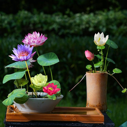 🔥 [7 days germination] Last Day Sale -49% OFF💐The Sacred Bonsai Bowl Lotus Flower