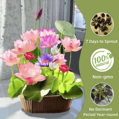 🔥 [7 days germination] Last Day Sale -49% OFF💐The Sacred Bonsai Bowl Lotus Flower
