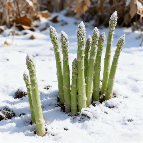 🌱 Grow Your Own Asparagus from Seeds — Fresh, Flavorful & Long-Lasting 👑 | 🔥Buy 1 Get 1 Free🔥