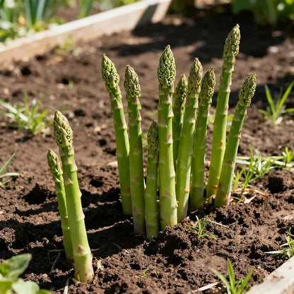 🌱 Grow Your Own Asparagus from Seeds — Fresh, Flavorful & Long-Lasting 👑 | 🔥Buy 1 Get 1 Free🔥