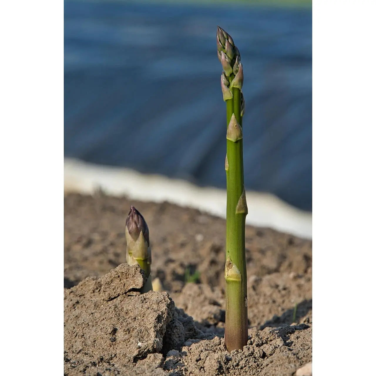 Mary Washington Asparagus Plants | Heirloom Bare Root Crowns (2-Year)